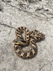 Heterodon platirhinos