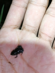 Elachistocleis nigrogularis