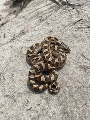 Heterodon platirhinos
