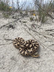 Heterodon platirhinos
