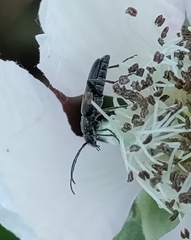 Grammoptera subargentata