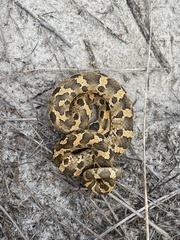 Heterodon platirhinos