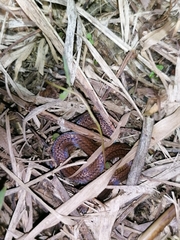 Atractus trilineatus