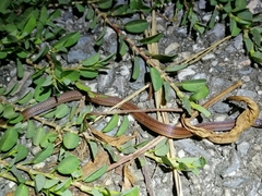Atractus trilineatus