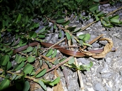 Atractus trilineatus