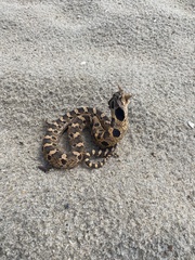 Heterodon platirhinos