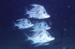 Brown-Spotted Boarfish photo 3