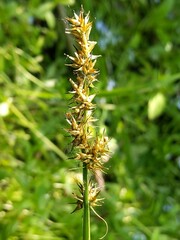 Carex laevivaginata