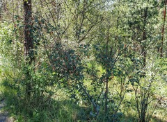 Amelanchier cusickii
