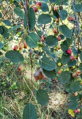 Amelanchier cusickii