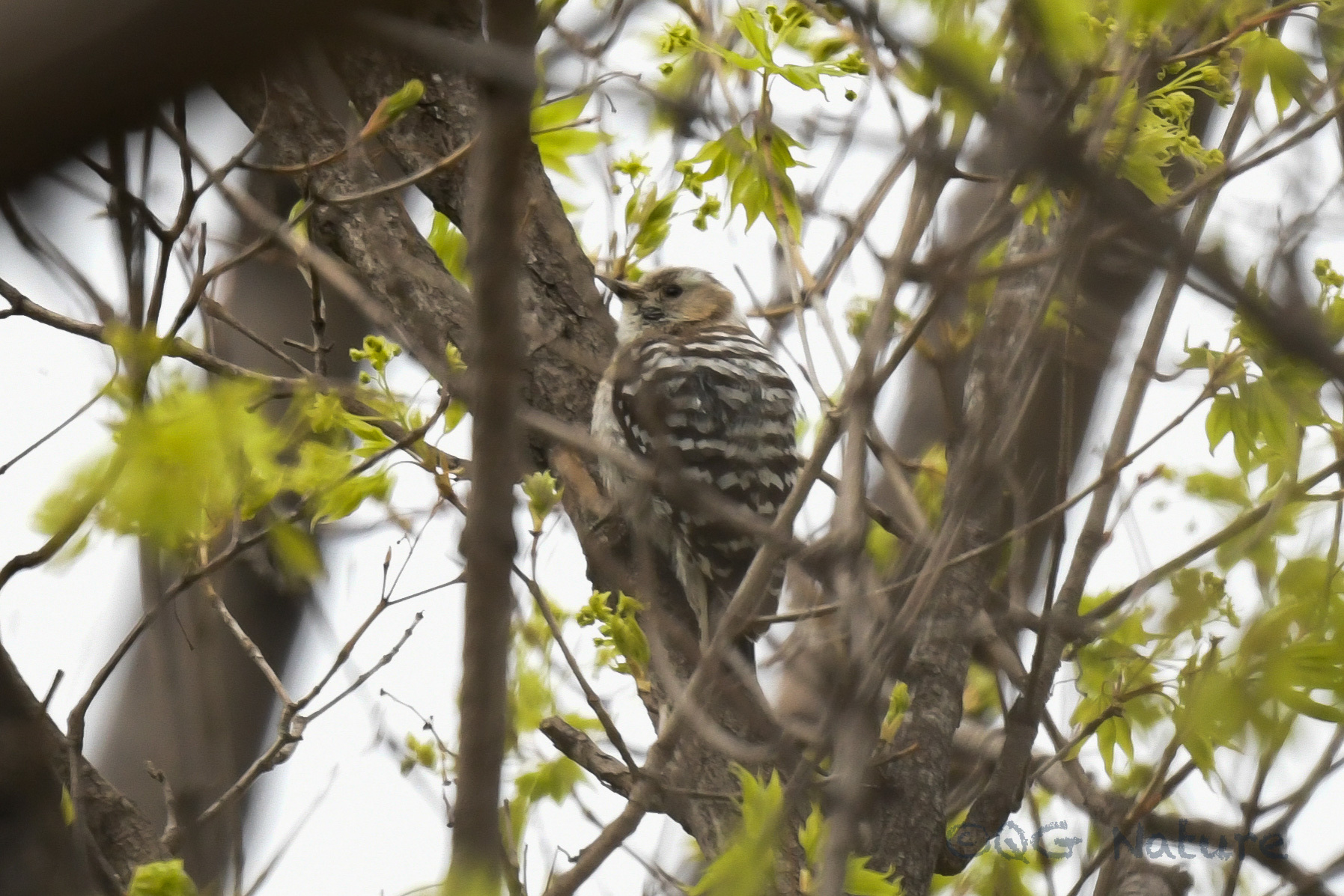 Japanese Pygmy Woodpecker