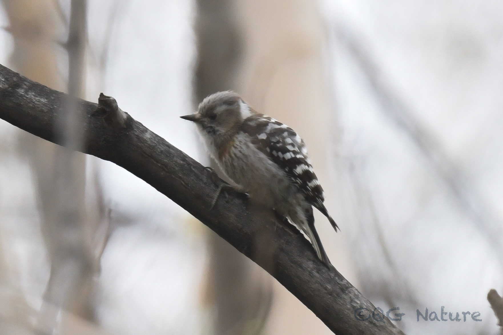 Japanese Pygmy Woodpecker