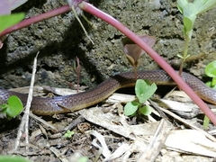 Atractus trilineatus