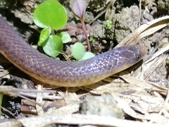 Atractus trilineatus