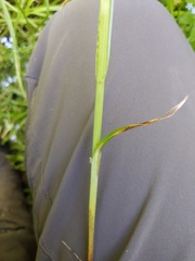 Carex laevivaginata