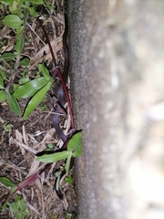 Atractus trilineatus