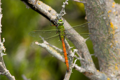 Anax longipes