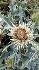 Cirsium quercetorum