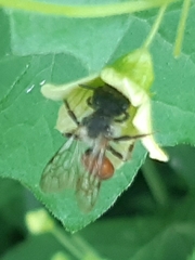 Andrena florea
