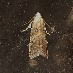 Acrobasis palliolella