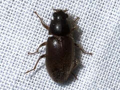 Pelonomus obscurus