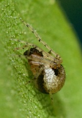 Wamba crispulus