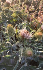 Cirsium quercetorum