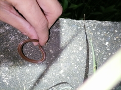 Atractus trilineatus