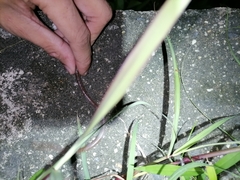Atractus trilineatus