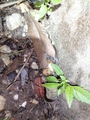 Atractus trilineatus