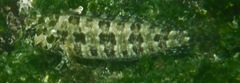 Gobioclinus dendriticus