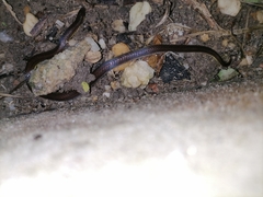 Atractus trilineatus