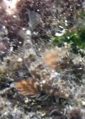 Lepidonectes corallicola