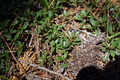 Ceanothus × flexilis