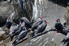 Larosterna inca