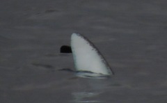 Mobula birostris