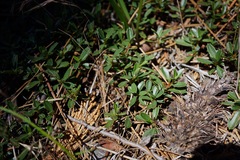 Ceanothus × flexilis