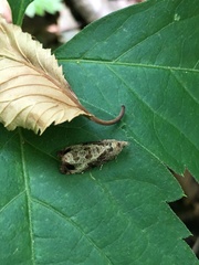 Olethreutes connectum