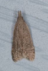 Dichomeris punctidiscellus