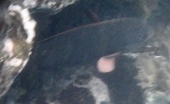 Microspathodon bairdii