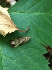 Olethreutes connectum