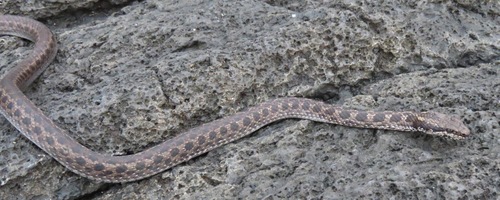 Pseudalsophis occidentalis (Van Denburgh, 1912)