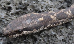 Pseudalsophis occidentalis