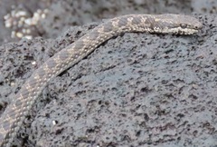 Pseudalsophis occidentalis