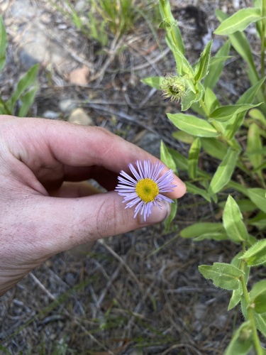 Erigeron speciosus