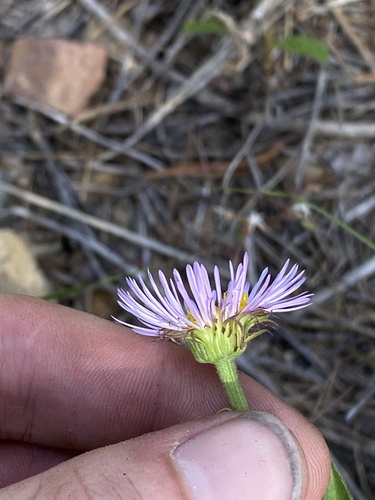 Erigeron speciosus