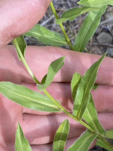 Erigeron speciosus