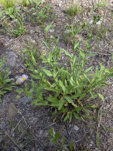 Erigeron speciosus