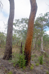 Eucalyptus cloeziana