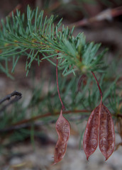 Acacia longipedunculata